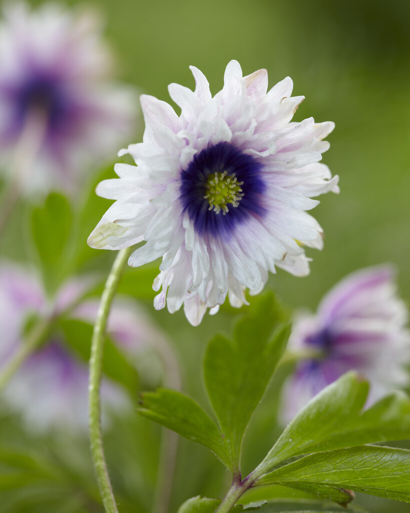 Anemone Blue Eyes I