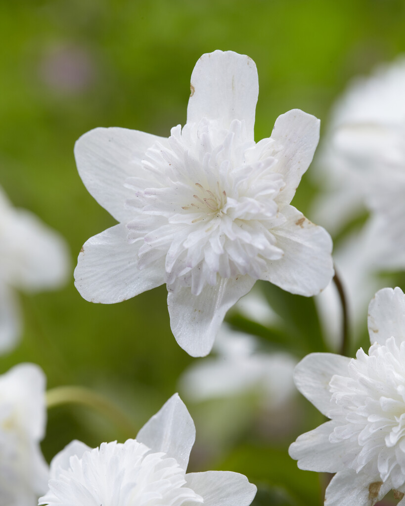 Anemone Vesital I
