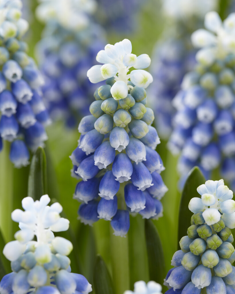 Muscari Touch of Snow 8/9