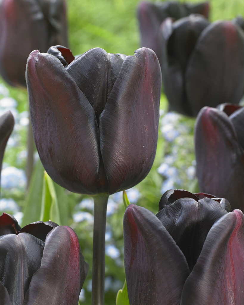 Tulpan Continental 12/+