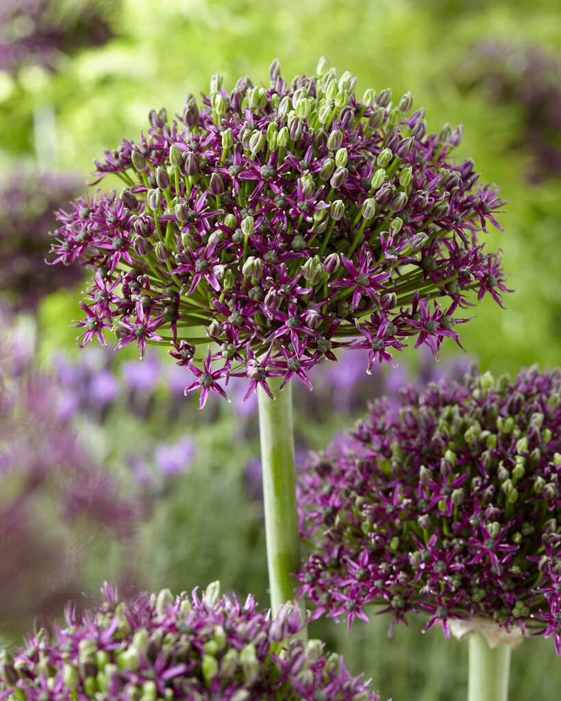 Allium Magic   14/16