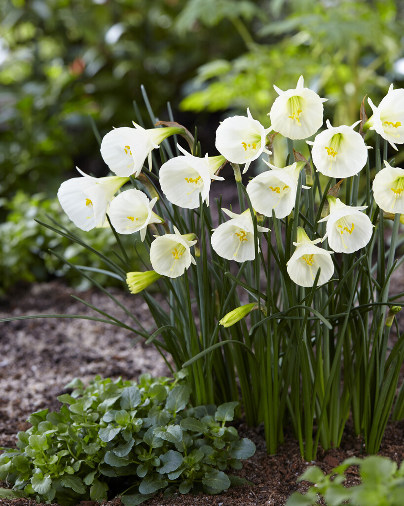 Narciss White Petticoat 6/7