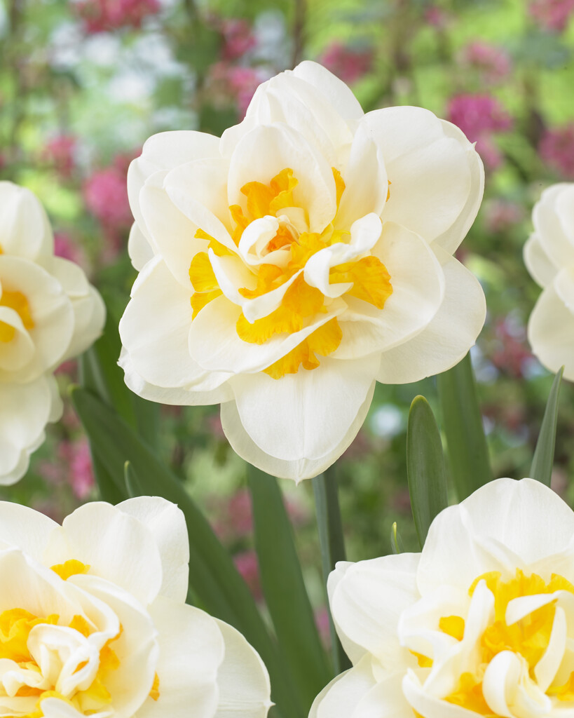 Narciss Fragant Jewel 14/16