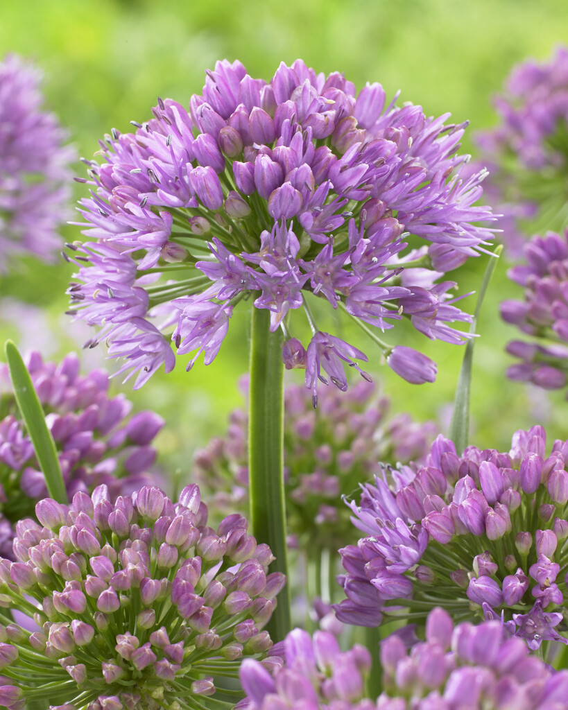 Allium Millenium (per October) I