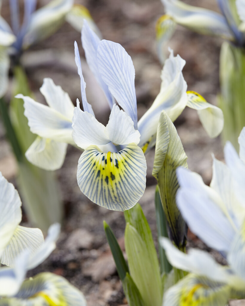 Iris Katharina Hodgkin 5/6