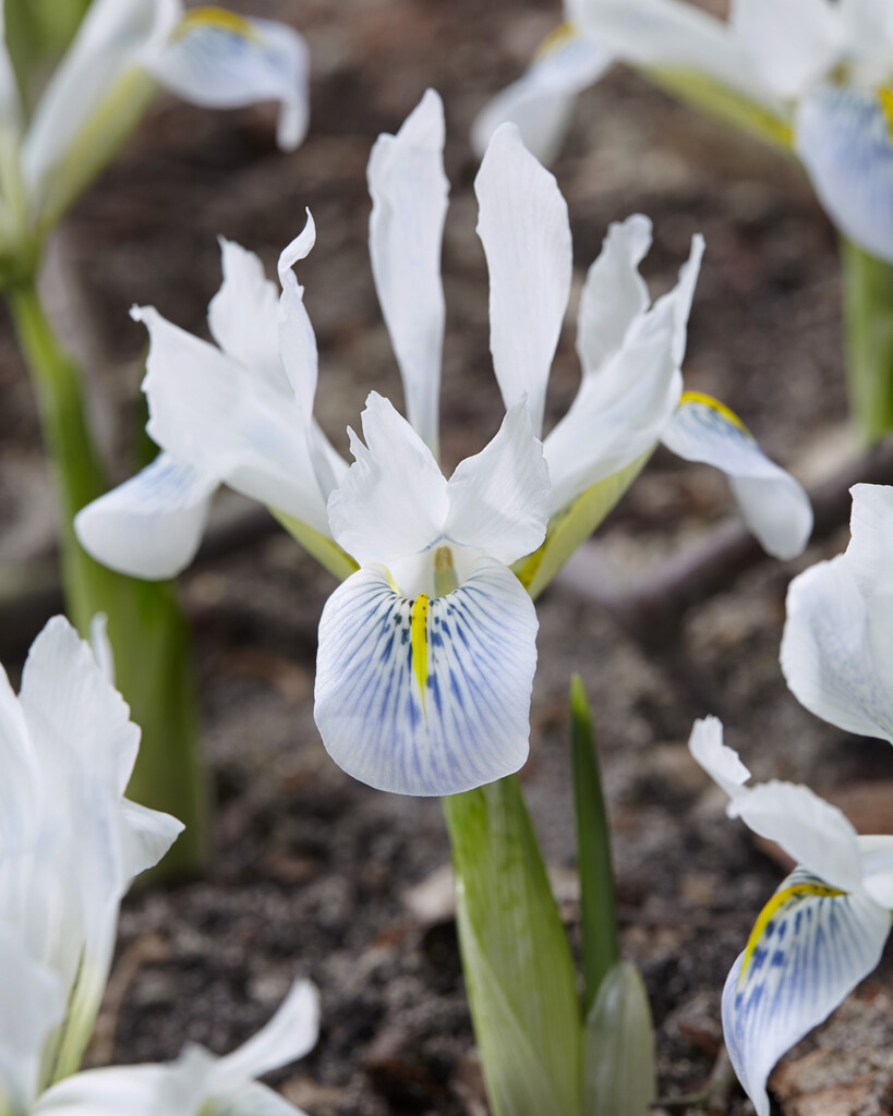 Iris Polar Ice 5/7