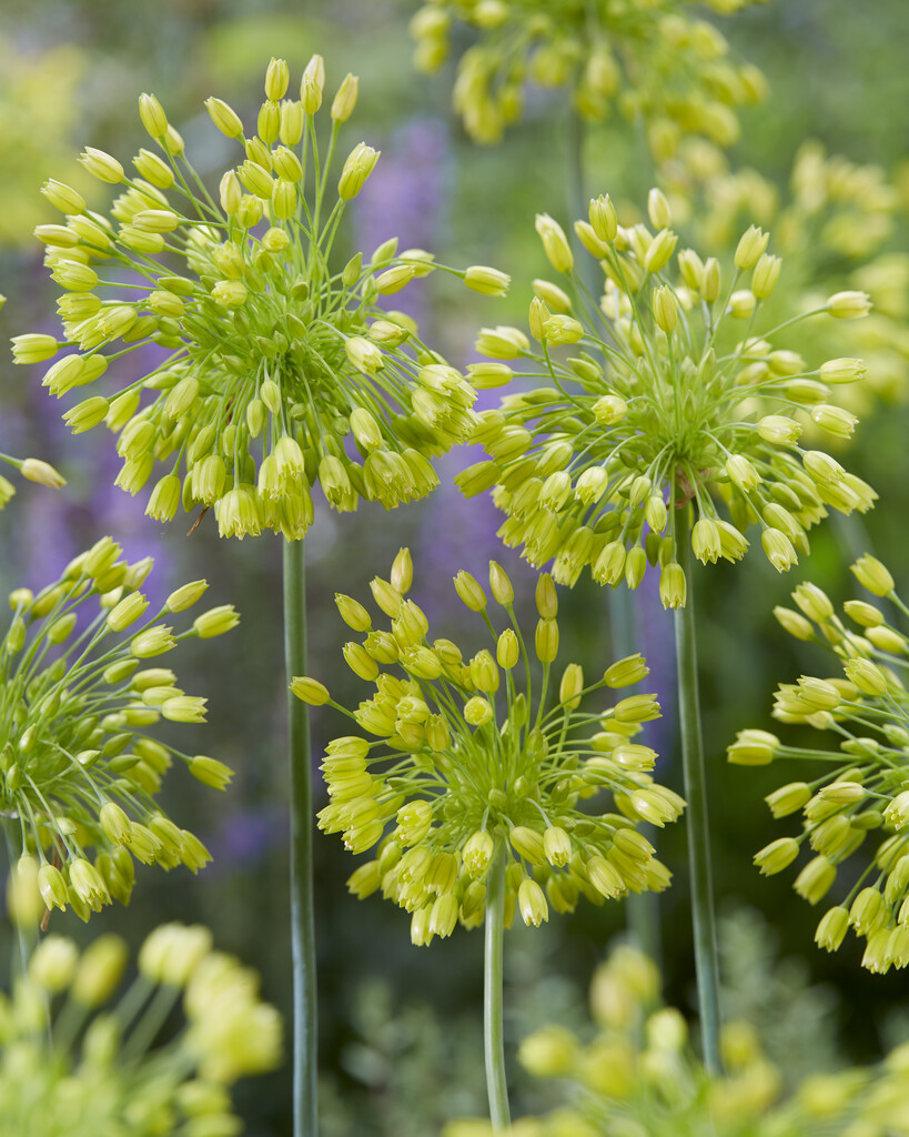Allium  Yellow Fantasy I