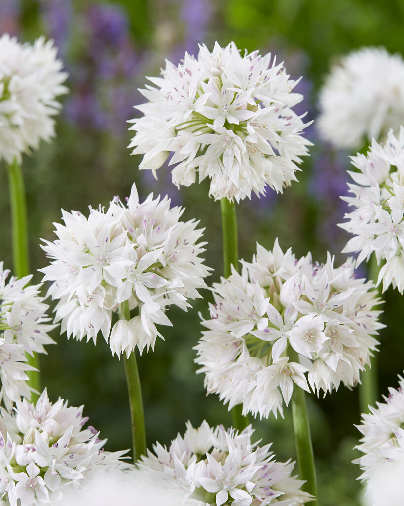 Allium Gracefull Beauty 6/+