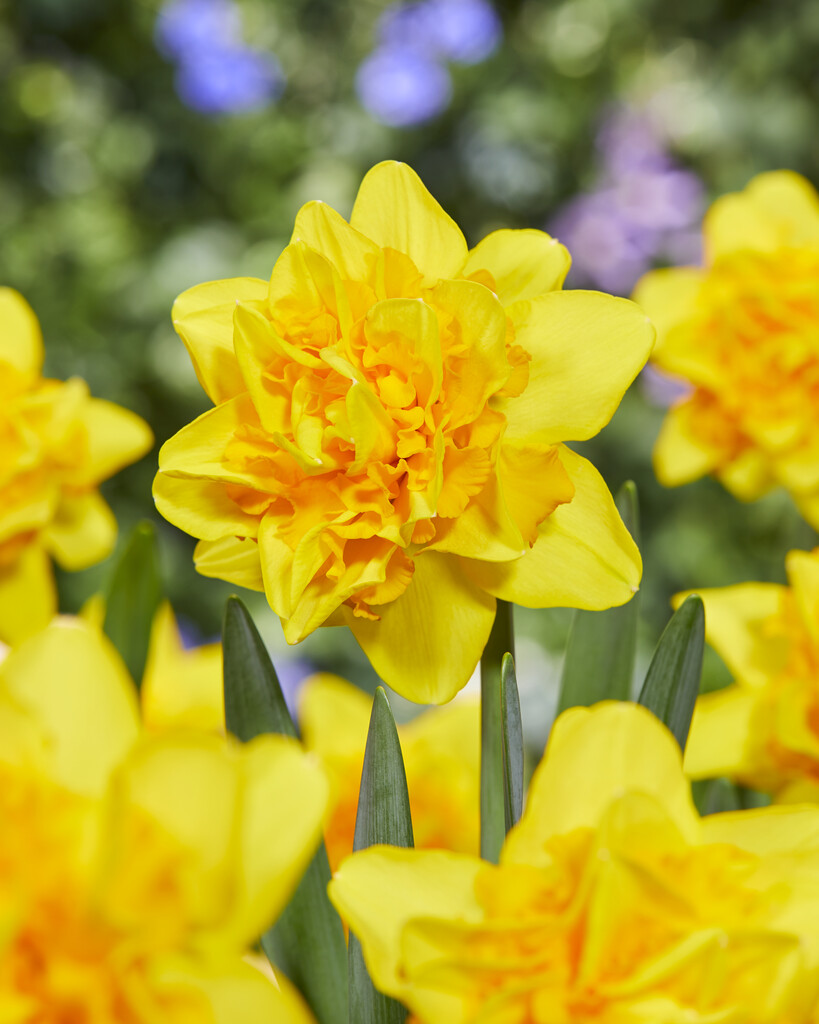 Narciss Sunday Star 14/16