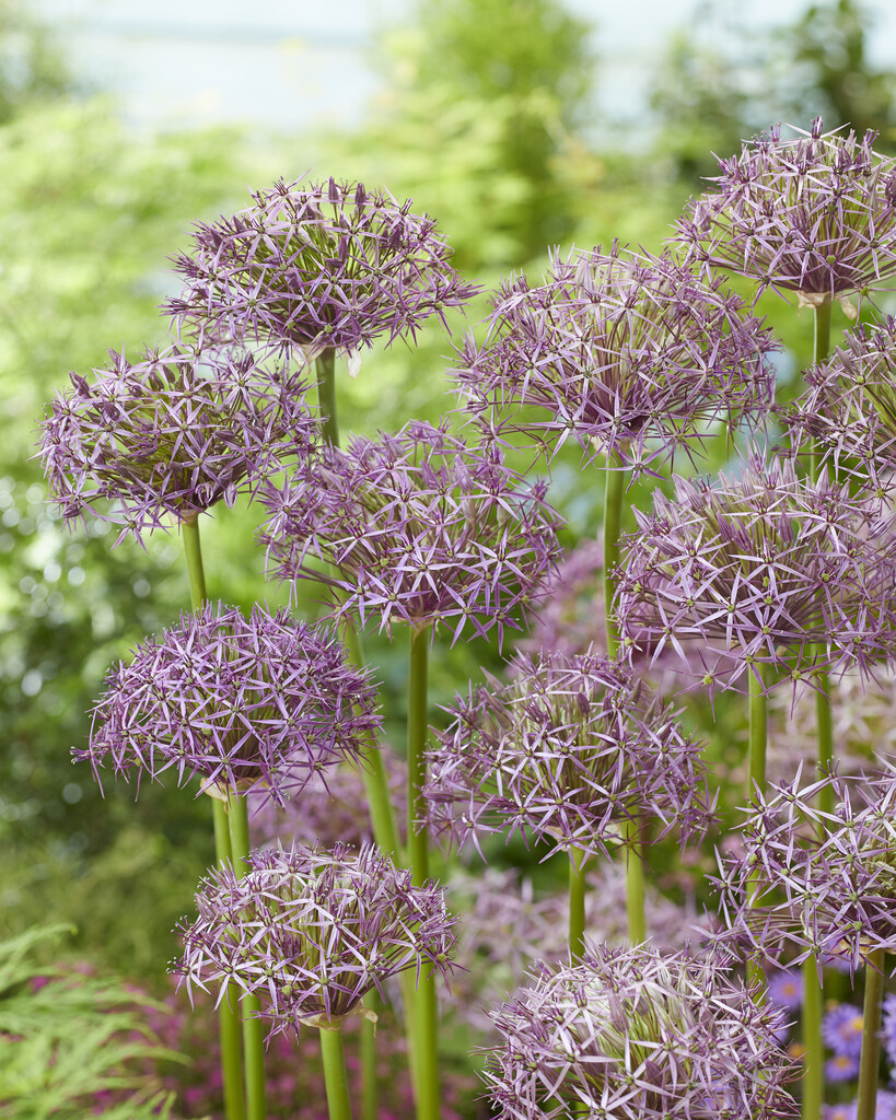 Allium Christophii 12/14