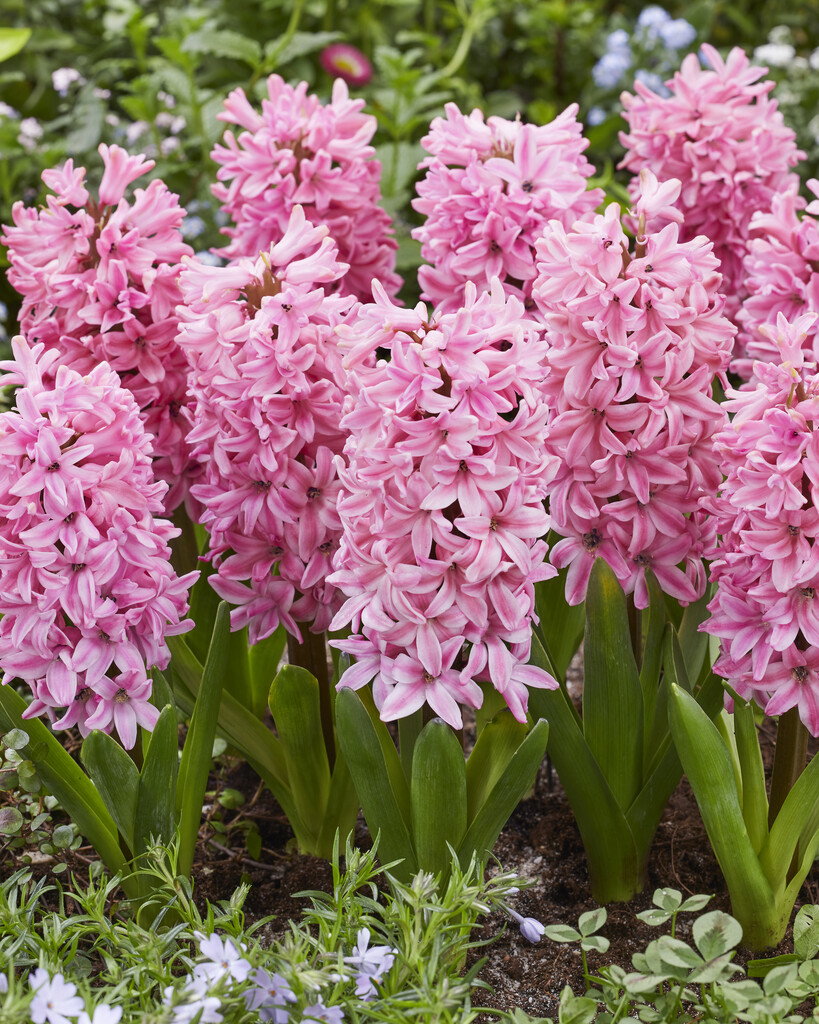 Hyacint Fondant 15/16