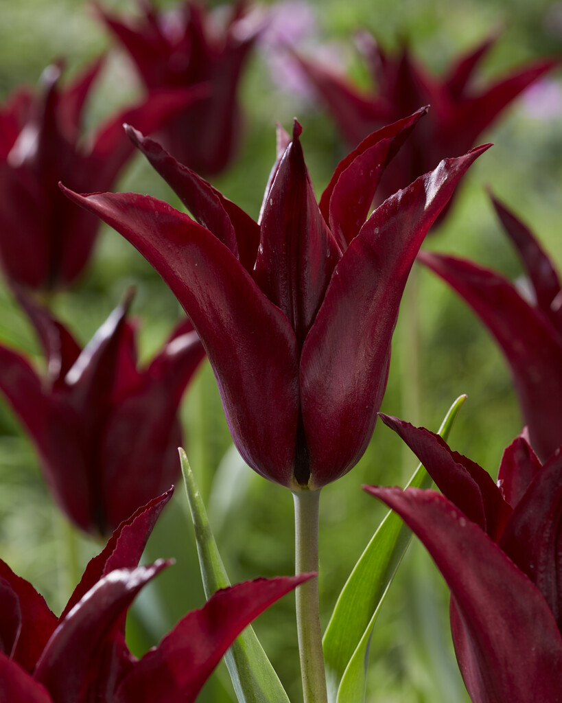 Tulpan Sarah Raven 12/+