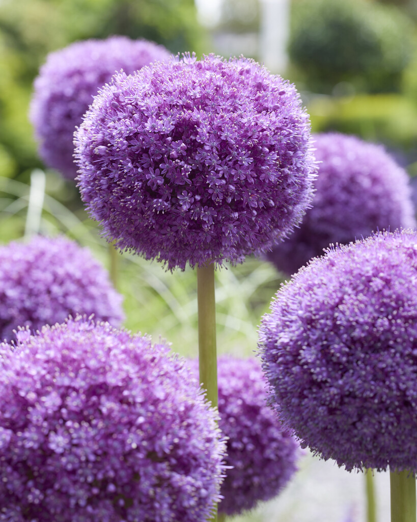 Allium Giganteum 20/22