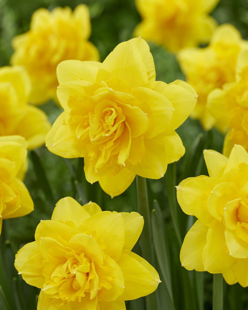Narciss Yellow Paradise 14/16