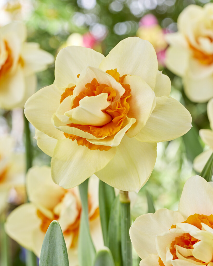 Narciss Romantic Paradise 14/16