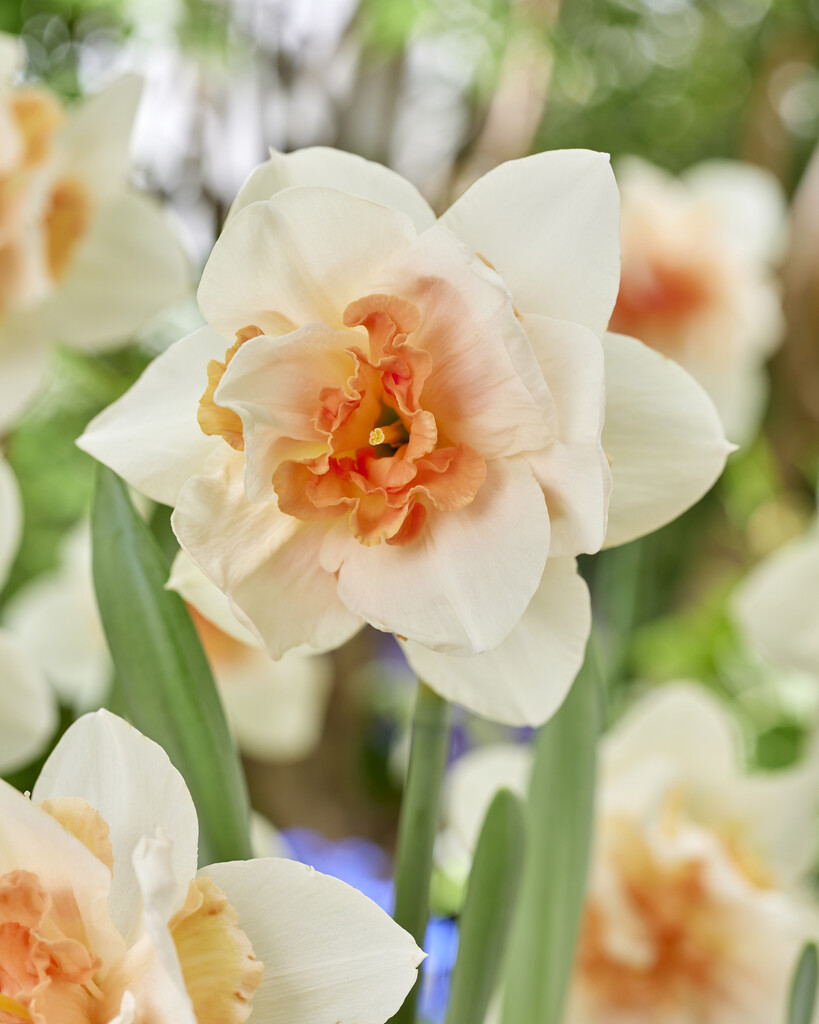 Narciss Sweet Paradise 14/16