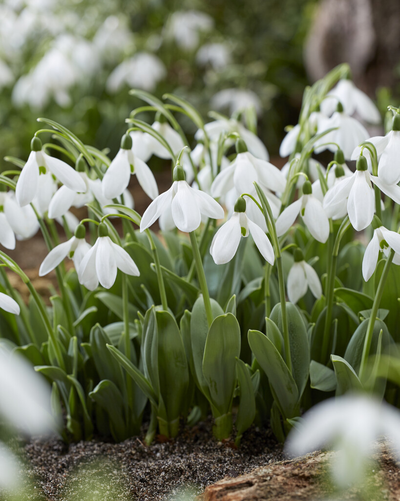 Galanthus Magnet 6/7