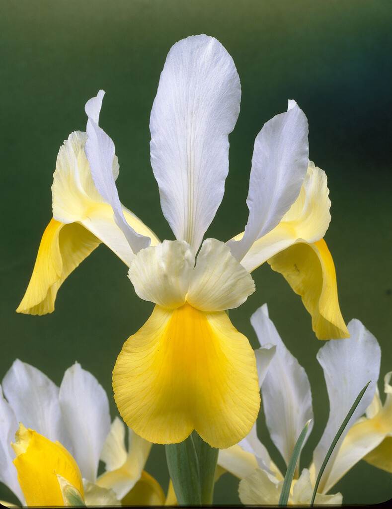 Iris Apollo Gold 10/+