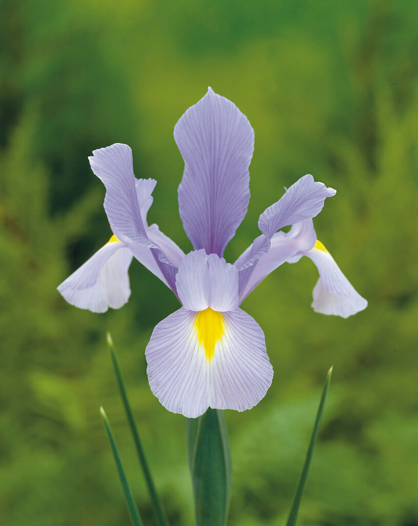 Iris Hildegard 10/+