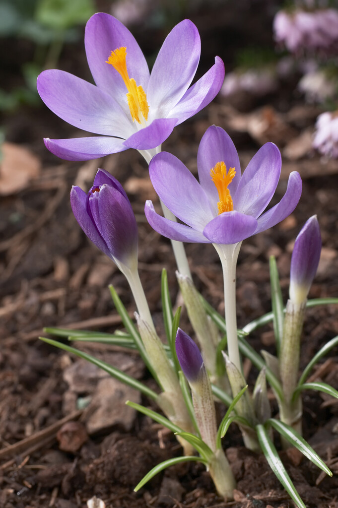 Krokus Tommasianus 5/7
