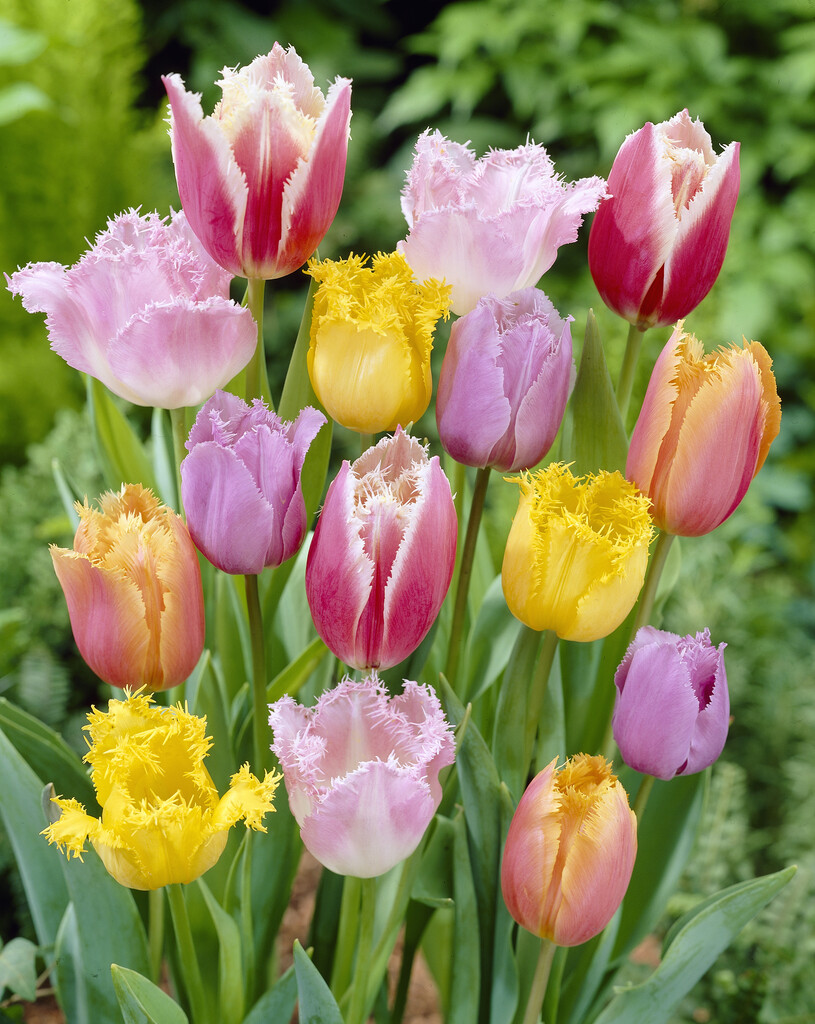 Tulpan Fringed Mixed 12/+