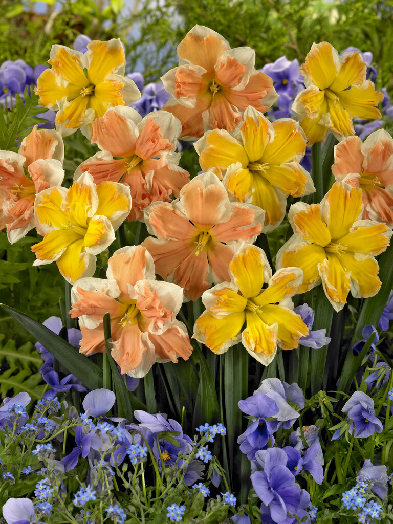 Narciss Butterfly mix 14/16