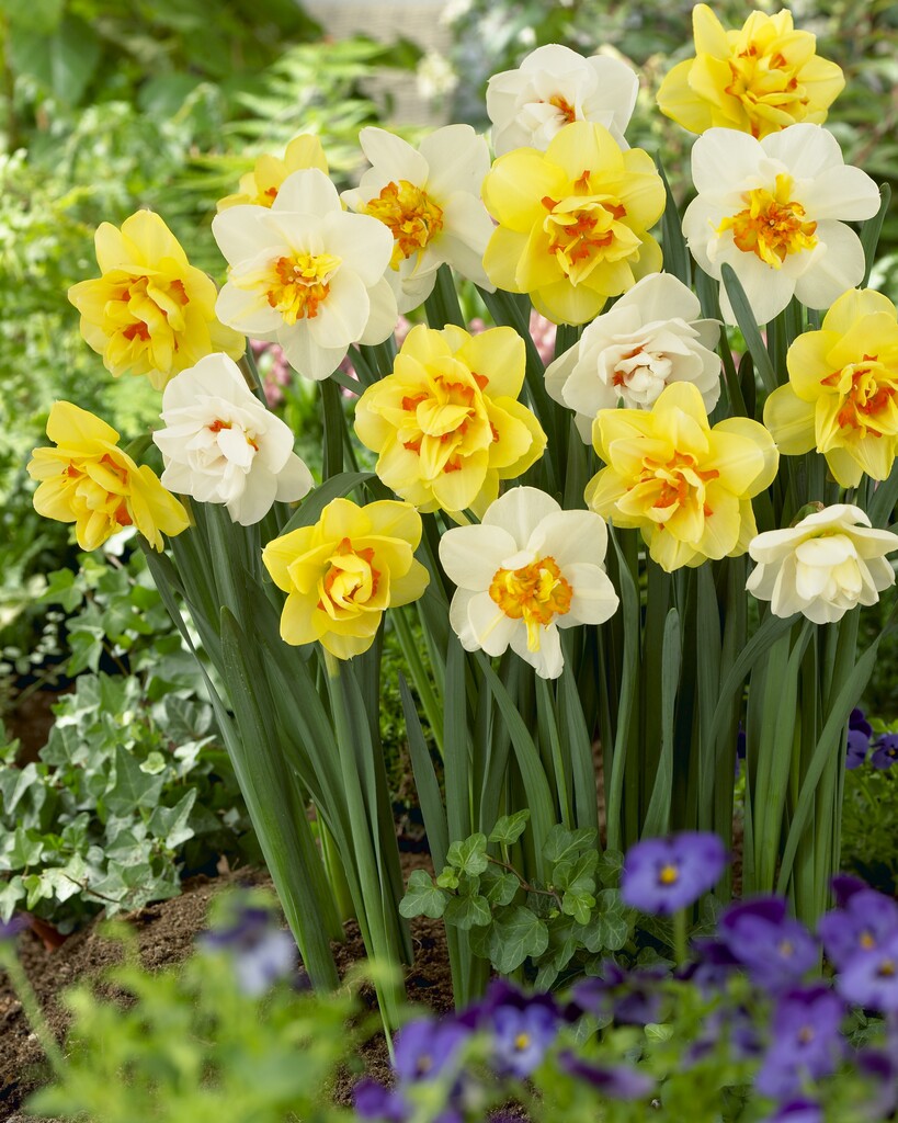 Narciss Narciss Double Mixed 14/16