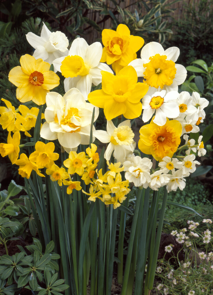 Narciss Narciss Mixed 12/14