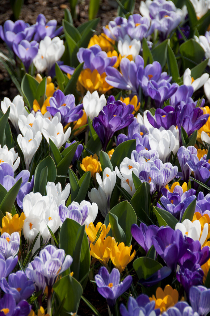 Krokus Krokus Vernus Mixed 8/9