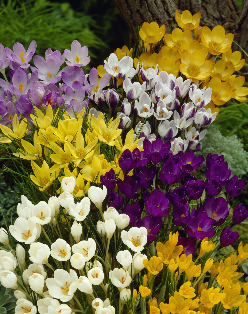 Krokus Botanical Mixed 5/7