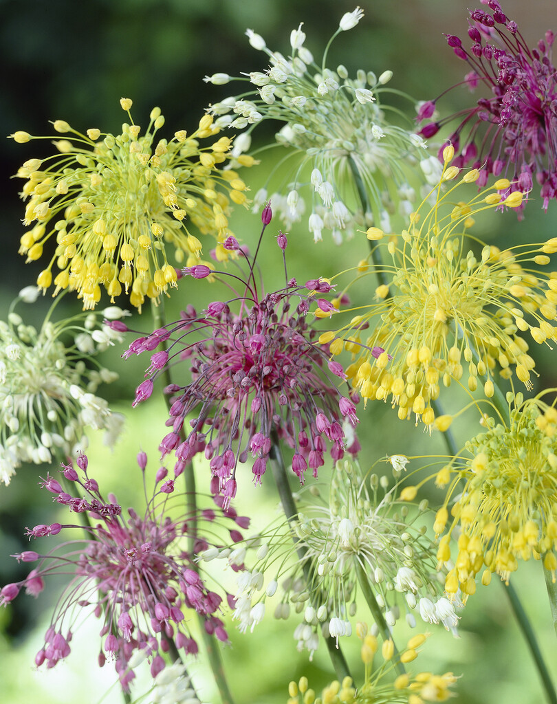 Allium Smallflowering Mixed 5/+