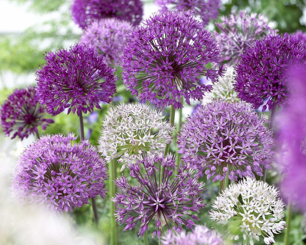 Allium Allium Mixed 12/14