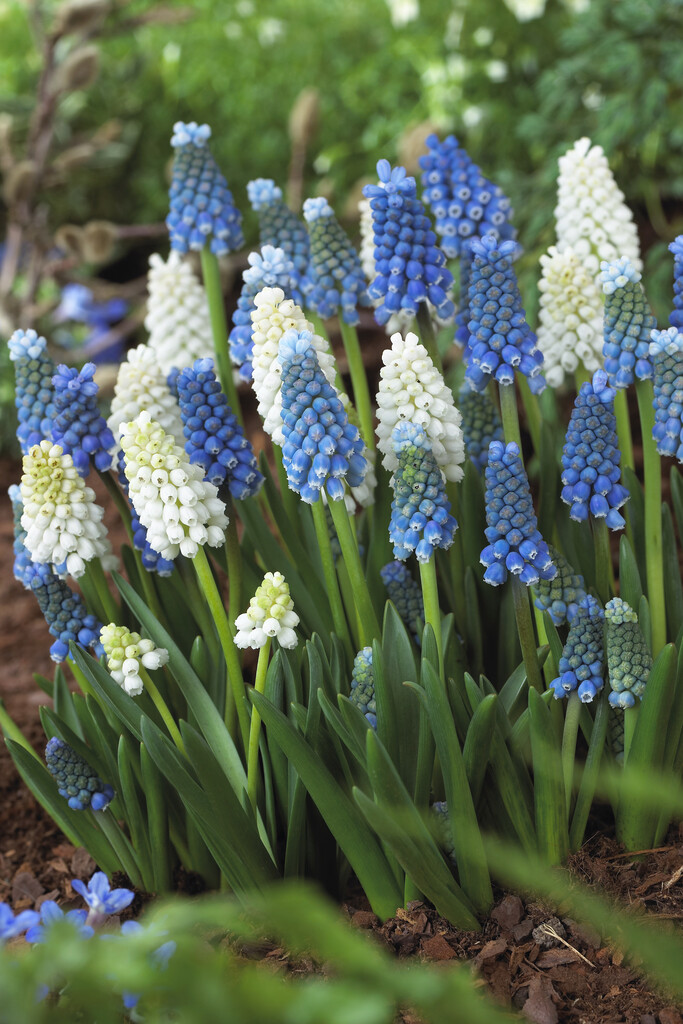 Muscari Muscari Mixed 8/9