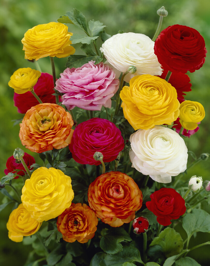 Ranunculus Ranunculus Mixed 6/7