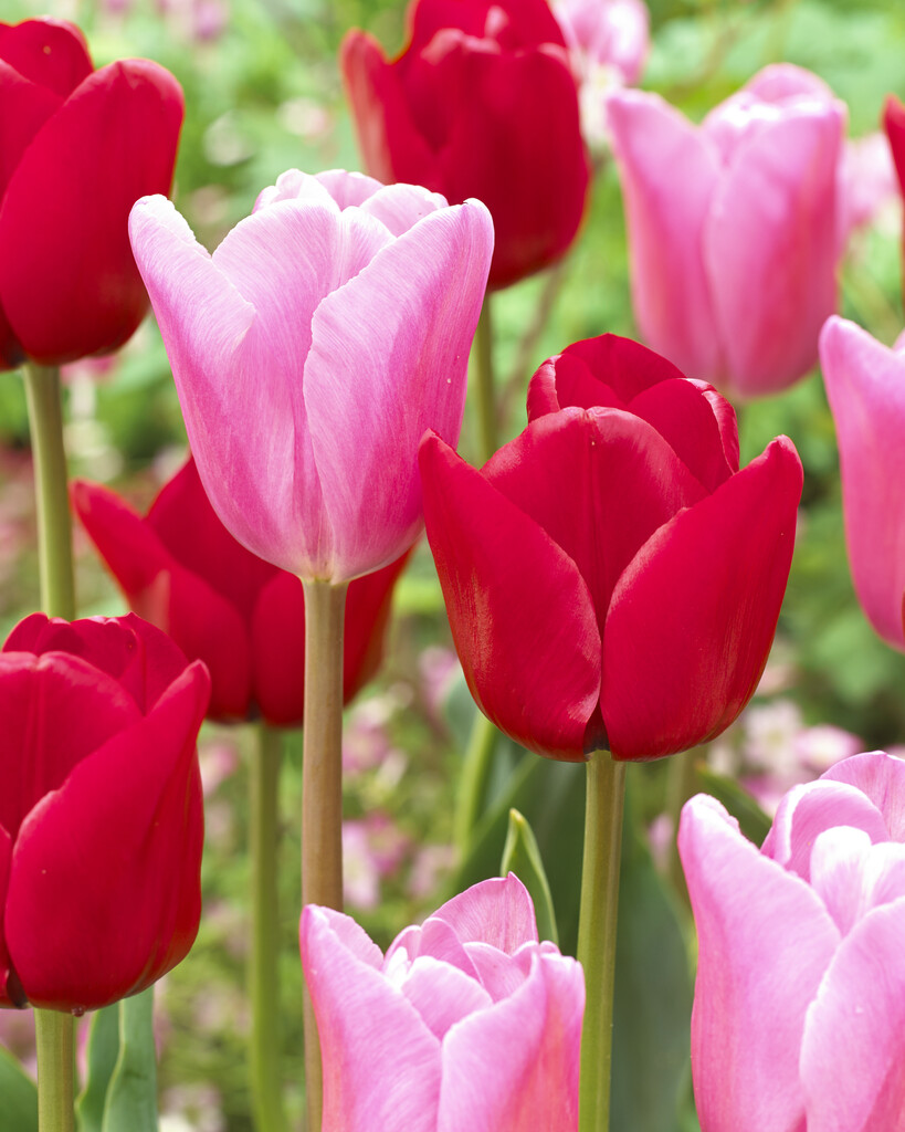 Tulpan Feeling Love 12/+ (10)