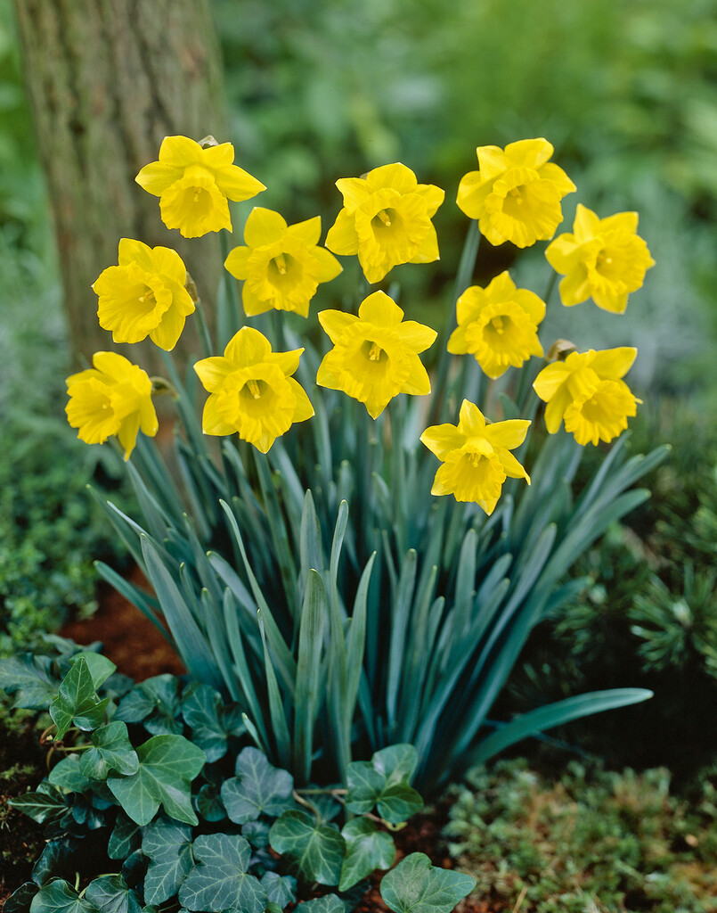 Narciss PseudoNarciss 10/12