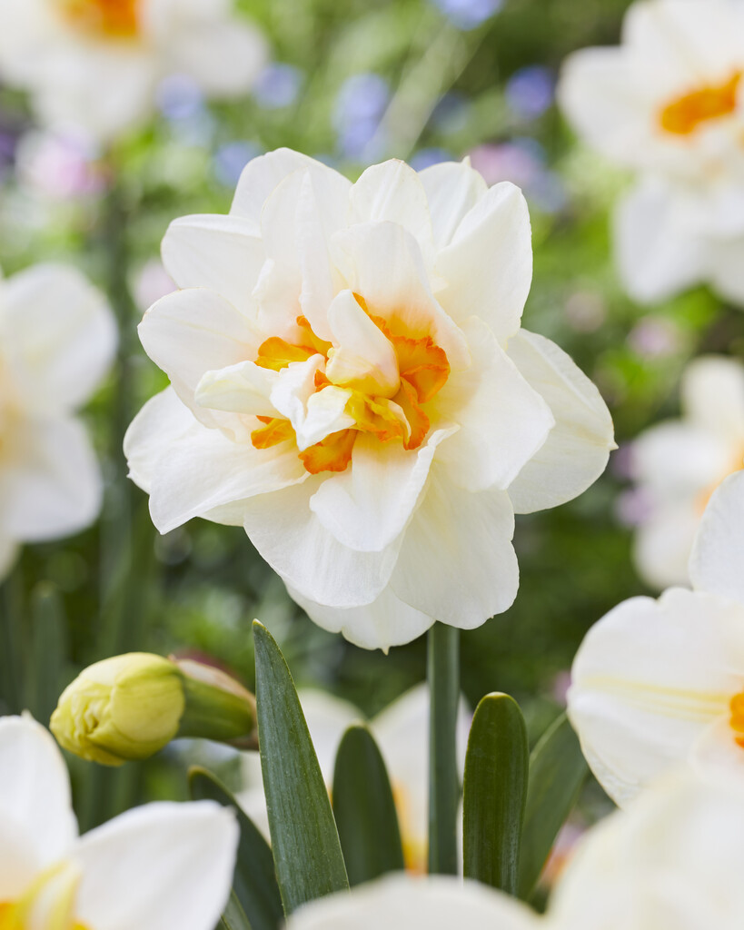 Narciss Pre Party 14/16