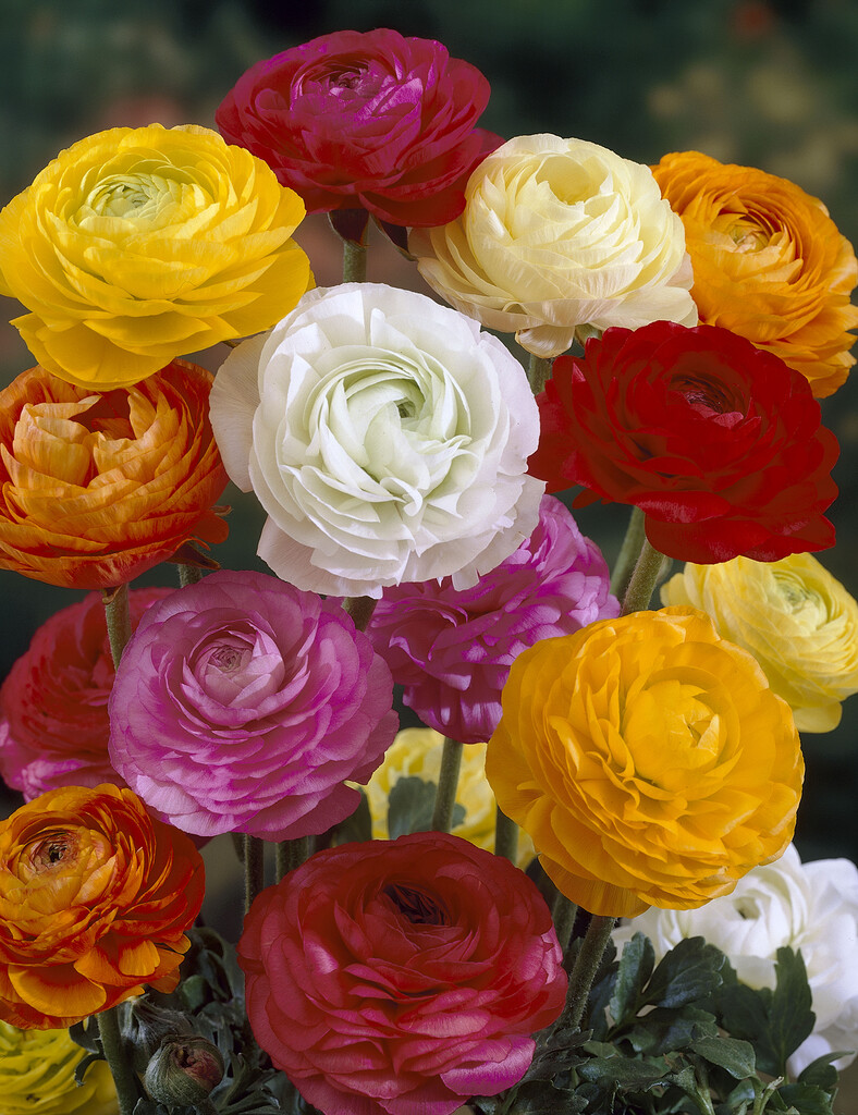 Ranunculus Ranunculus Mixed 10/+