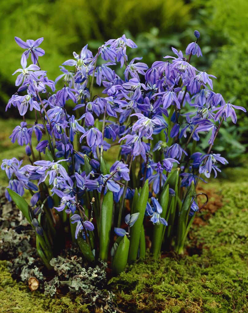 Scilla Bifolia Blue 5/6