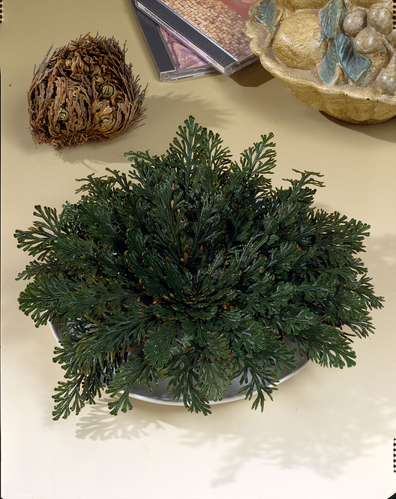 Selaginella Lepidophylla I