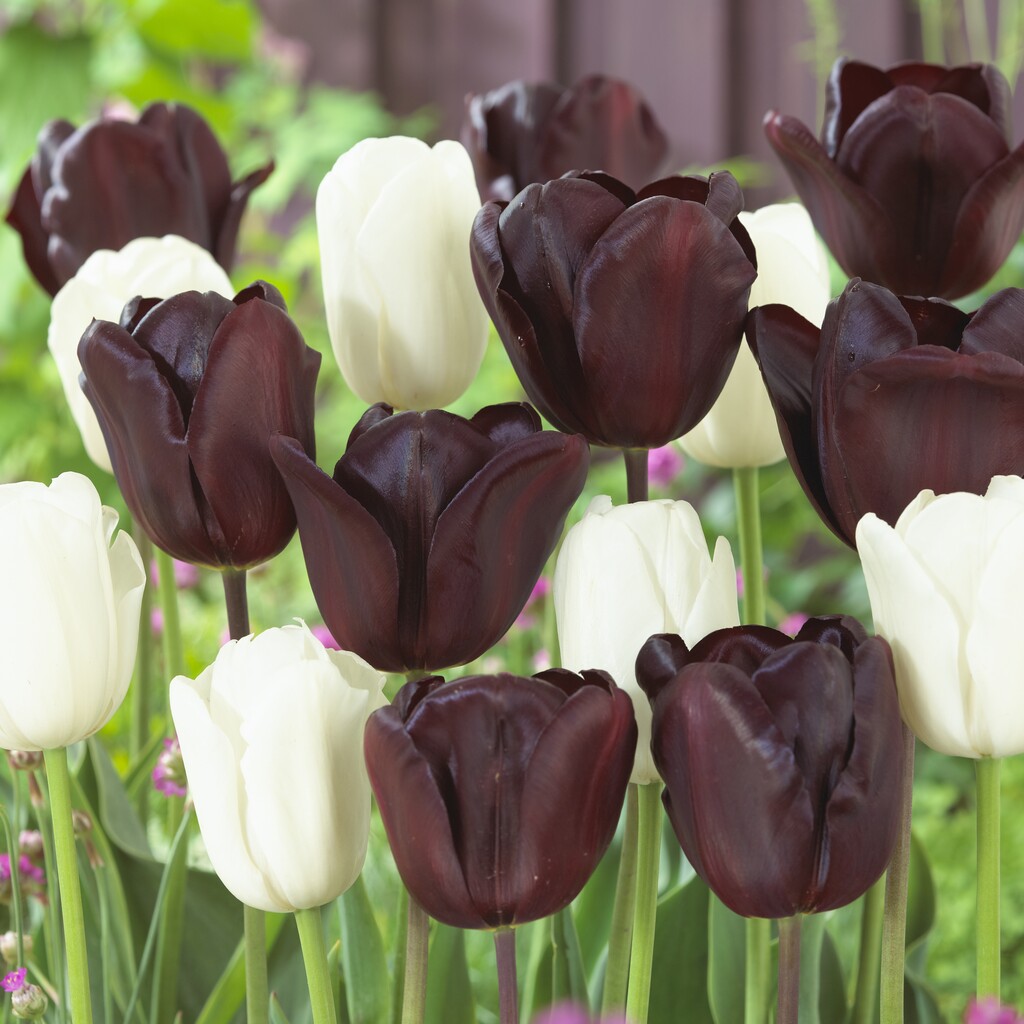 Blandning Tulpan Black Jacky  12/14