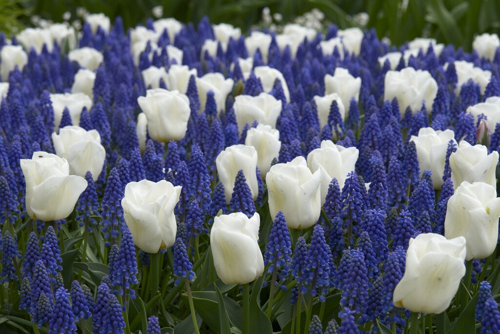 Blandning Tulpan/Muscari Blue Eyes  12/+ / 8/9