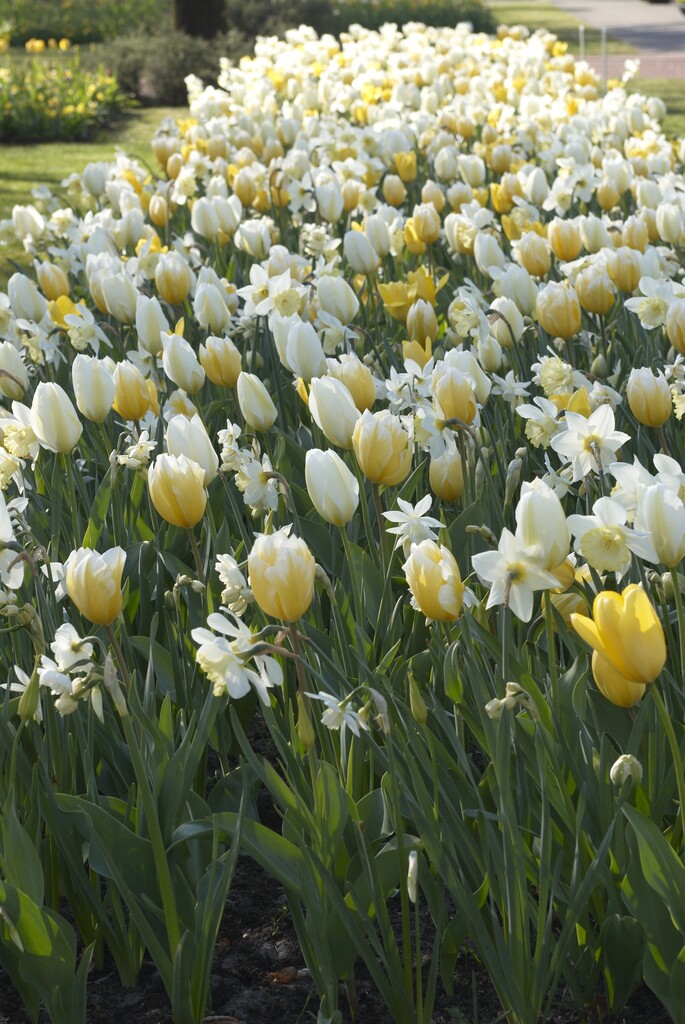 Blandning Tulpan/Narciss Early Spring  12/+ / 12/14