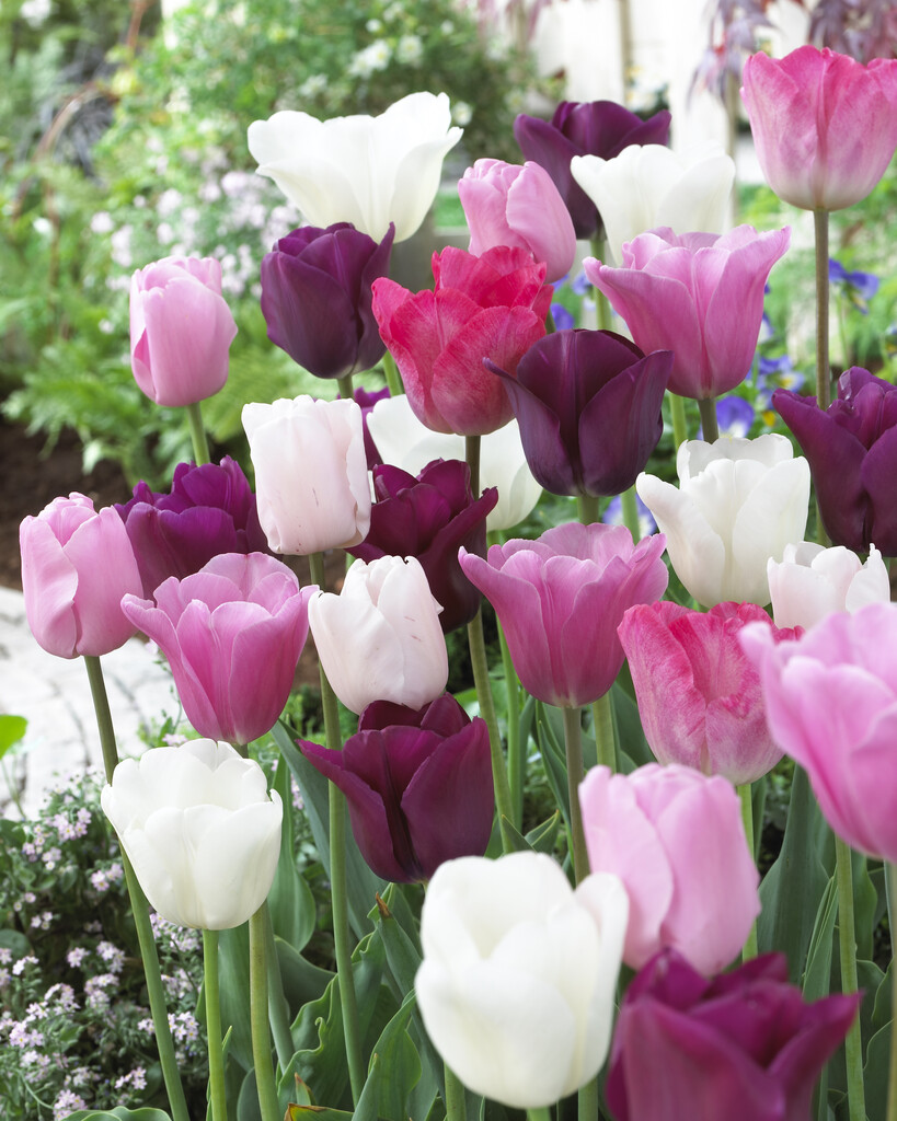 Blandning Tulpan Flower Power 12/14