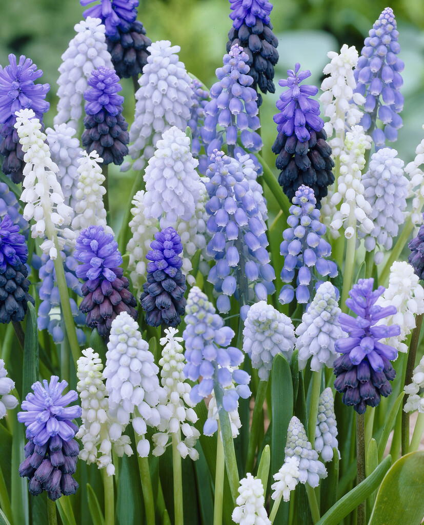 Blandning Muscari Blue Ocean  8/9