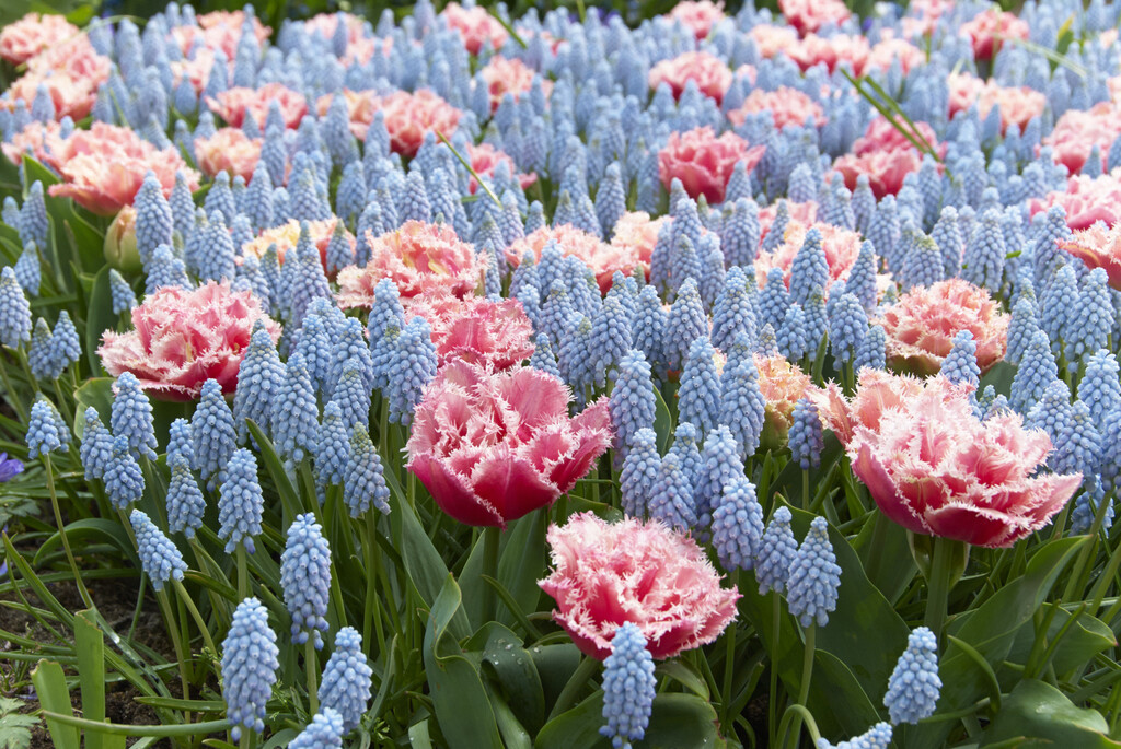 Blandning Tulpan/Muscari Sky Wings 12/+ / 8/9