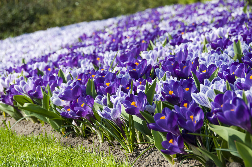 Blandning Krokus Amsterdam morning  8/9