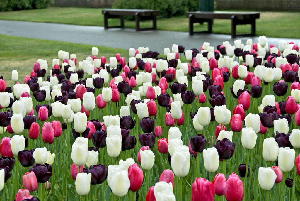 Blandning Tulpan Flowerup  12/14