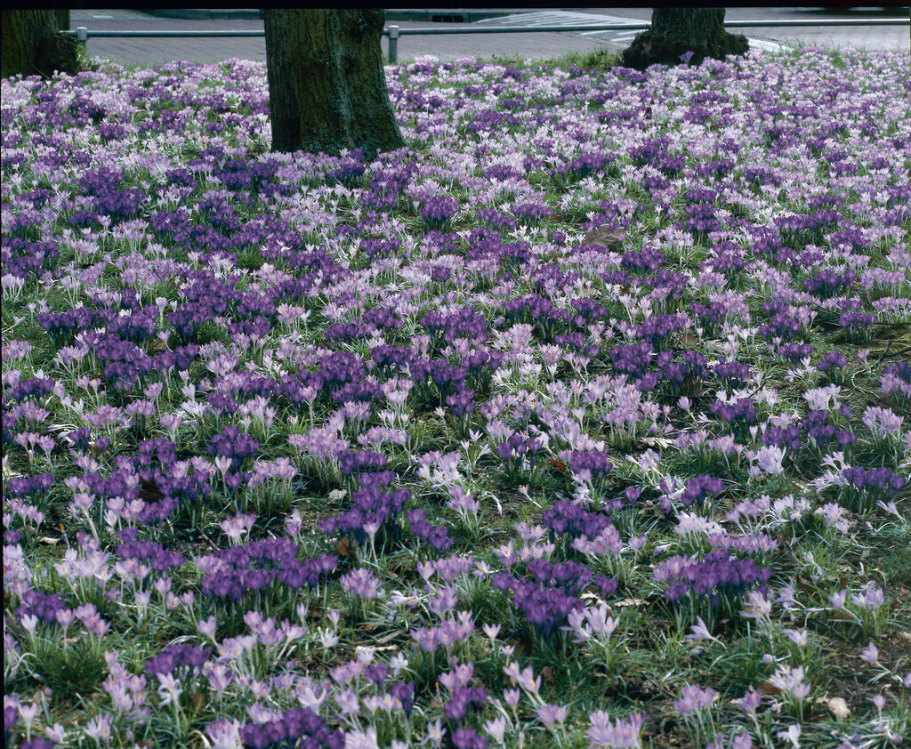 Blandning Krokus Pink carpet  7/8