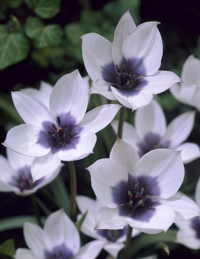 Tulpan Pulcehella Alba Maculata Courulea 5/+